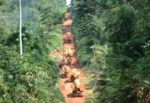 Warm up avant l’ouverture demain du Gabon Woodshow