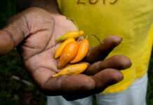 Biodiversité : Le Gabon interdit à titre « à titre conservatoire » l’exportation de l’Iboga