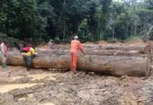 Exportation illégale de kévazingo : le Gabon applique la tolérance zéro