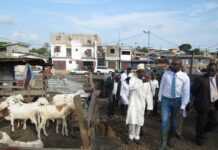 Pour réduire la facture annuelle de ses importations forte de 100 000 têtes de moutons et cabris, le Gabon cherche à augmenter sa production locale de bétail