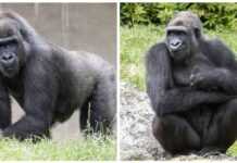 Deux femelles gorilles élevées dans un zoo français bientôt remises en liberté au Gabon