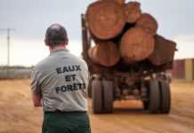 Gabon : Le nombre d’usines de transformation dans la filière bois a doublé en dix ans