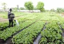 Agriculture : Le Gabon en passe de créer une filière de formation