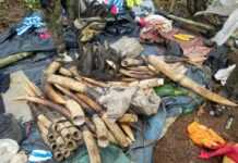 Environnement : Les écogardes de l’Agence nationale des parcs nationaux du Gabon récupèrent le butin de braconniers suite à une fusillade