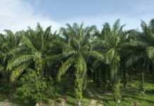 Environnement : Olam se plie aux exigences du Gabon en matière d’exploitation durable des palmiers à huile
