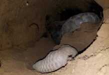 Covid-19 : Pourquoi les pangolins sont-ils exposés à des virus transmis par les chauves-souris ?