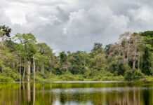 Journée mondiale de l’environnement : Le président gabonais Ali Bongo rappelle l’urgence de protéger les forêts pour lutter contre les dérèglements climatiques