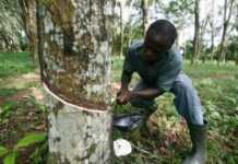 Gabon : La production d’hévéa en forte hausse au premier trimestre 2020