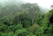 Protection de l’environnement : Le Gabon gagne 69 places au niveau mondial et se classe 3ème en Afrique