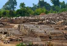 Bois : La production de grumes gabonais de nouveau en hausse de 3 % au cours du premier trimestre 2020 à 450 000 m3