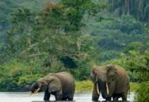 En trente ans, la quantité de fruits dont se nourrissent les éléphants de forêts a chuté de 81 % dans le parc de la Lopé au Gabon selon une étude parue dans la revue Science