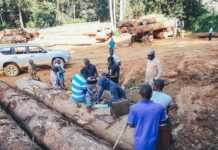 Gabon : Vaste opération en cours d’identification, de récupération et de valorisation des bois abandonnés