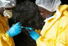 Au Gabon, pays modèle en matière de riposte contre le Covid-19, des scientifiques arpentent la forêt vierge pour étudier les virus émergents