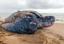 Pays modèle en matière de protection de la biodiversité, le Gabon place la ponte des tortues marines géantes sous (très) haute protection