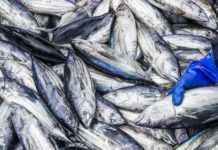Le Gabon signe avec l’Union européenne un nouvel accord très favorable dans le secteur de la pêche