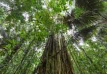 Le Gabon est en passe de « réussir son pari d’exploiter la forêt de façon durable sans avoir un impact négatif sur sa biodiversité et donc sur le climat » (reportage diffusé sur TF1)