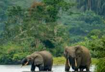 Le Gabon fait de nouveau la « une » du plus grand JT d’Europe pour sa politique « exemplaire » en matière de protection de la biodiversité