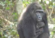 Bébé gorille né en milieu naturel au Gabon de deux parents issus de parcs zoologiques : « une première mondiale qui donne beaucoup d’espoir » (Ali Bongo Ondimba)
