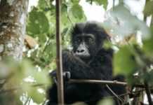 Première mondiale : Un gorillon né en milieu naturel de deux parents réintroduits au Gabon