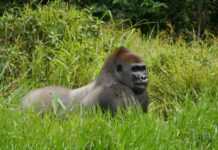Eramet, maison mère de Comilog, inaugure au Gabon la Fondation Lékédi Biodiversité