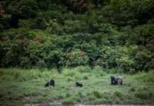 « Superpuissance verte africaine, le Gabon veut faire contribuer les marchés financiers à la lutte contre le changement climatique » (Financial Times)