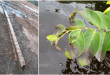 Gabon : La compagnie pétrolière française Perenco mise en examen pour pollution de l’environnement par déversement d’hydrocarbures