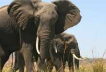 Conflit homme-faune : Gabon et Kenya veulent mutualiser leur expérience et leur expertise