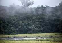 World’s biggest ever carbon credits issue planned in Gabon