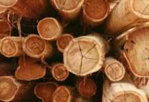 Au Gabon, TotalEnergies et la CBG s’associent pour développer un modèle innovant de gestion forestière alliant production de bois durable et puits de carbone