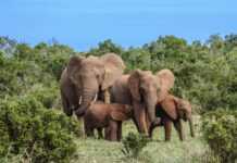 Le Gabon, dernier paradis terrestre pour les éléphants de forêt d’Afrique (Reuters)