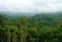 Champion de la lutte contre le réchauffement climatique, le Gabon abrite la 19ème réunion des parties du Partenariat pour les forêts du bassin du Congo (PFBC)