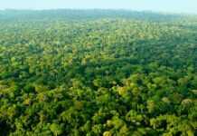 A climate champion, Gabon is holding the 19th meeting of the parties of the Congo Basin Forest Partnership (CBFP)