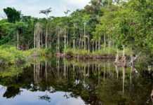 « If Gabon’s largest-ever carbon credit sale works, it will be world-changing » (Forbes)