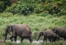 Reportage : « Au Gabon, les efforts de conservation ont permis de faire croître en dix ans la population des éléphants de forêt, une espèce menacée »