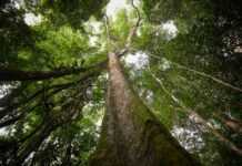 One Forest Summit : 8 chefs d’Etat, dont Emmanuel Macron, attendus cette semaine au Gabon
