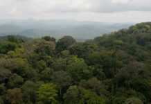 « Grâce à la protection exemplaire de sa forêt, le Gabon capte l’équivalent d’un tiers des émissions de CO2 de la France » (Le Parisien)